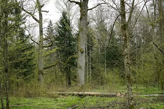 garwolin - Zginął podczas ścinania drzewa